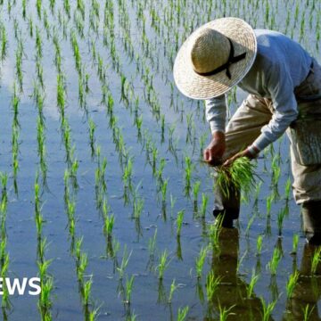 How crops are being disaster-proofed