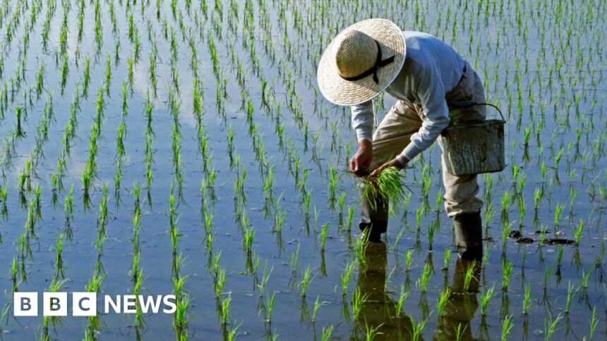 How crops are being disaster-proofed