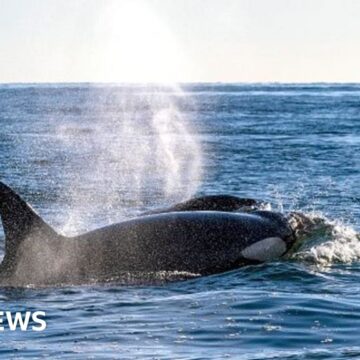 Yacht sinks after being rammed by orcas in Strait of Gibraltar