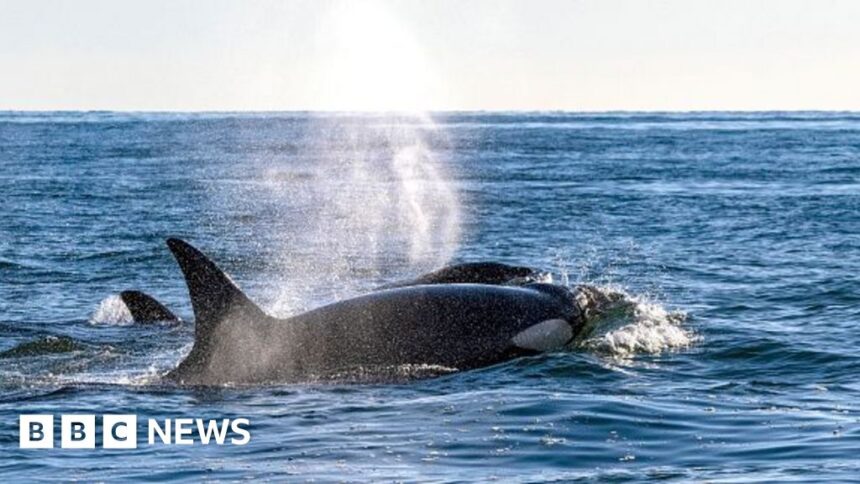Yacht sinks after being rammed by orcas in Strait of Gibraltar