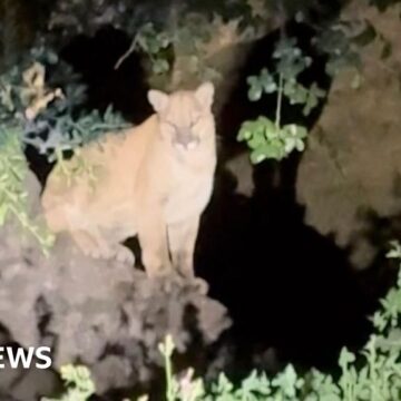 Hollywood’s next big star is a mountain lion