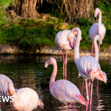 'Unlucky in love' flamingo lays first egg aged 70