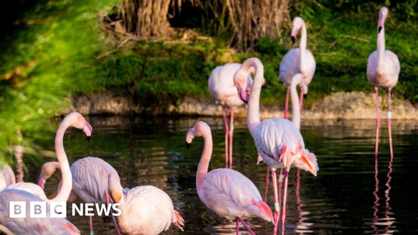 'Unlucky in love' flamingo lays first egg aged 70