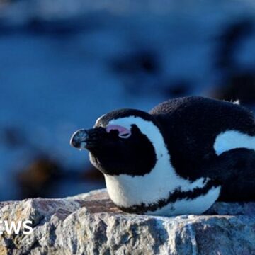 The fight to save the African penguin