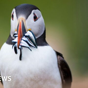 UK right to protect puffins threatened post Brexit