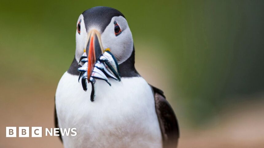 UK right to protect puffins threatened post Brexit