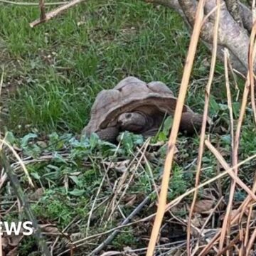 Man receives court summons over Devon tortoise deaths