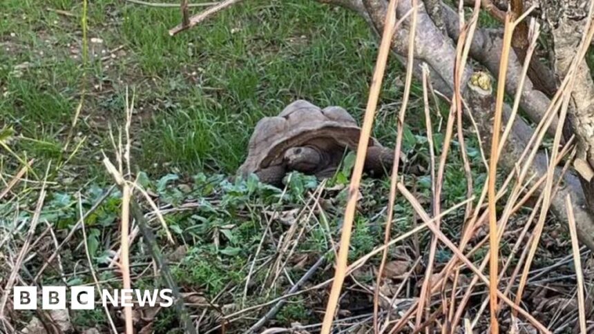 Man receives court summons over Devon tortoise deaths