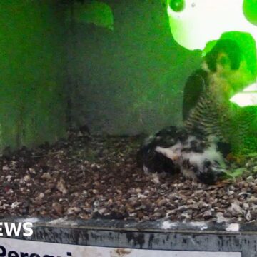 Laser disturbs Cromer peregrine falcon nest