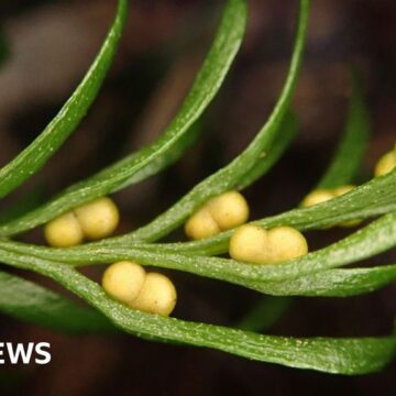 Tiny fern smashes world record for biggest DNA