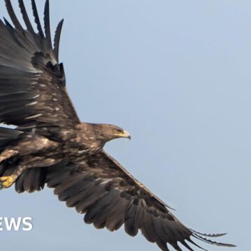 Eagles changed migration route to avoid Ukraine war