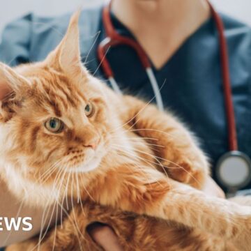 Vets market faces competition probe amid cost concerns