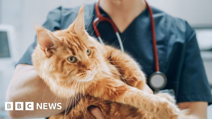 Vets market faces competition probe amid cost concerns