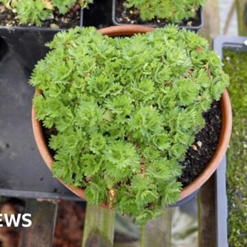 Extinct ‘mountain jewel’ plant returned to wild