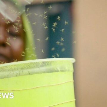 Djibouti releases GMO mosquitoes to boost malaria fight