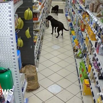 Labradors’ Leintwardine supermarket bread theft seen on CCTV