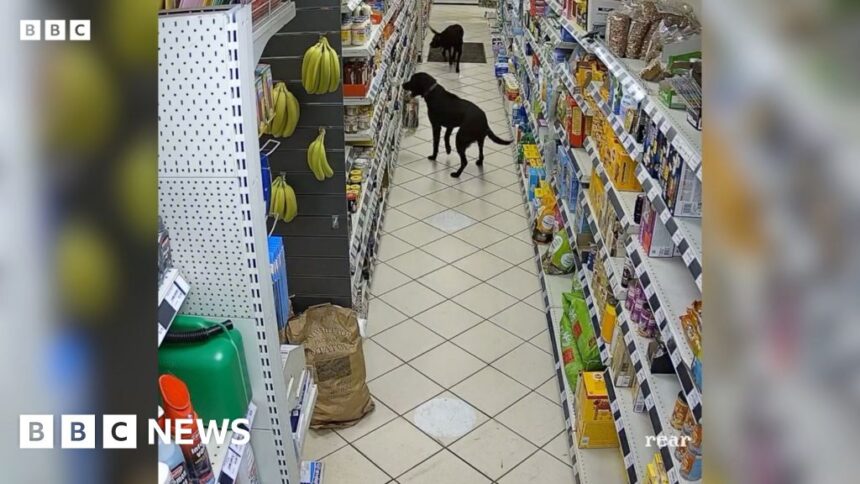 Labradors’ Leintwardine supermarket bread theft seen on CCTV