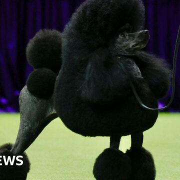 Miniature poodle Sage wins Westminster dog show