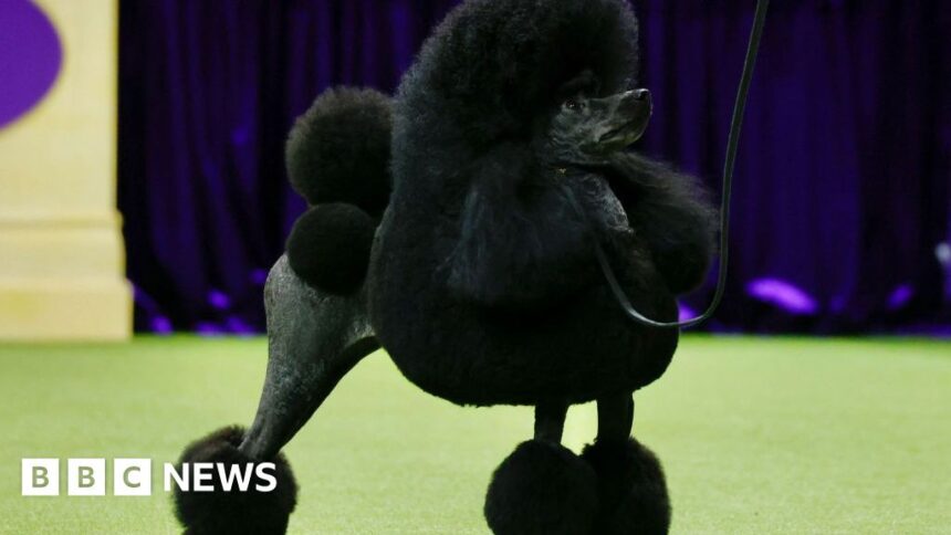 Miniature poodle Sage wins Westminster dog show