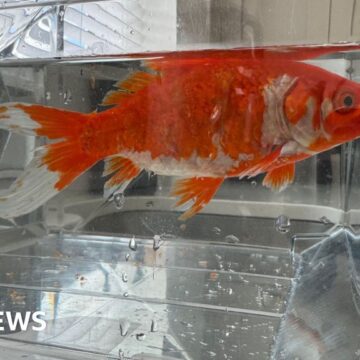 Mystery as Newcastle doctor finds live goldfish in his garden