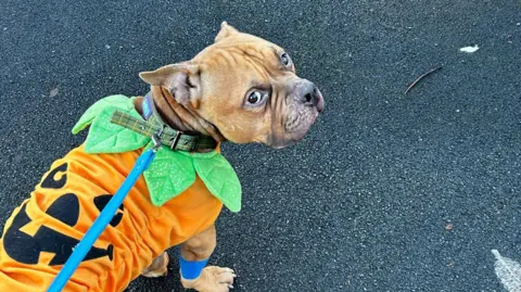 Celandine Wood Animal Rescue Pumpkin the pocket bully in a pumpkin jumper