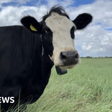 The Somerset cows being controlled by musical collars