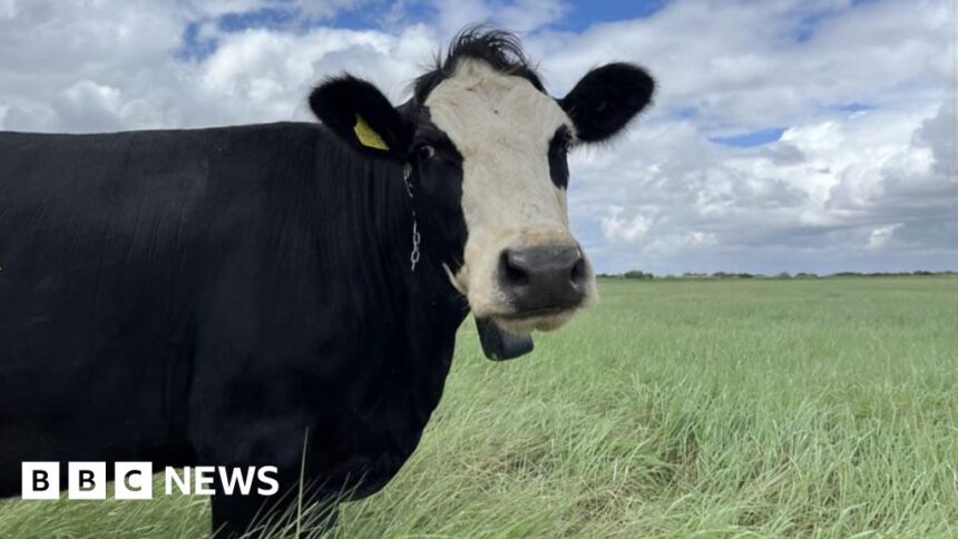 The Somerset cows being controlled by musical collars